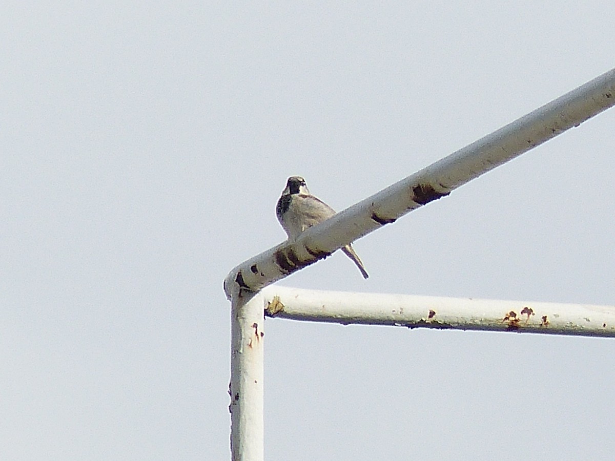 House Sparrow - ML568547541