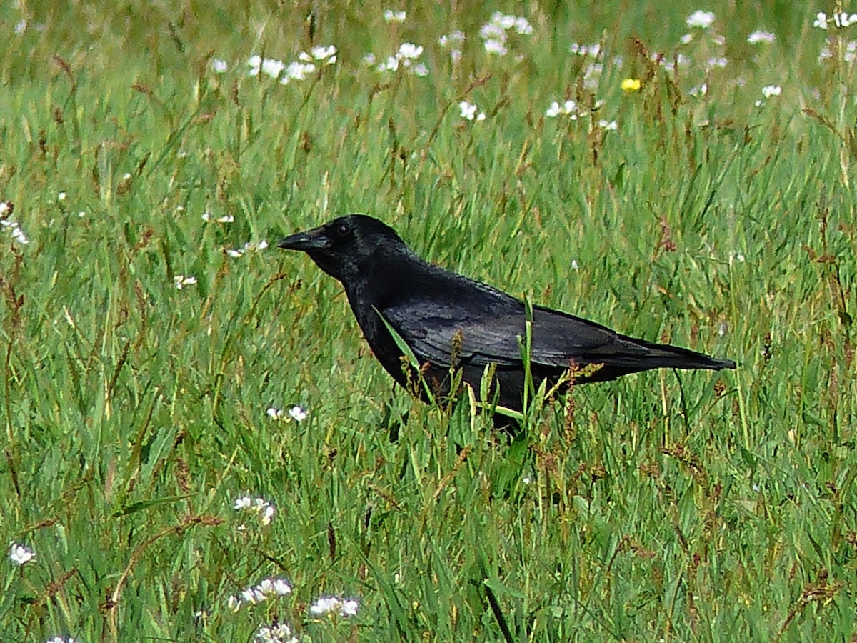 Carrion Crow - ML568548041