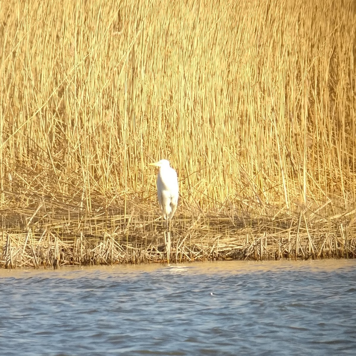 Great Egret - ML56854821