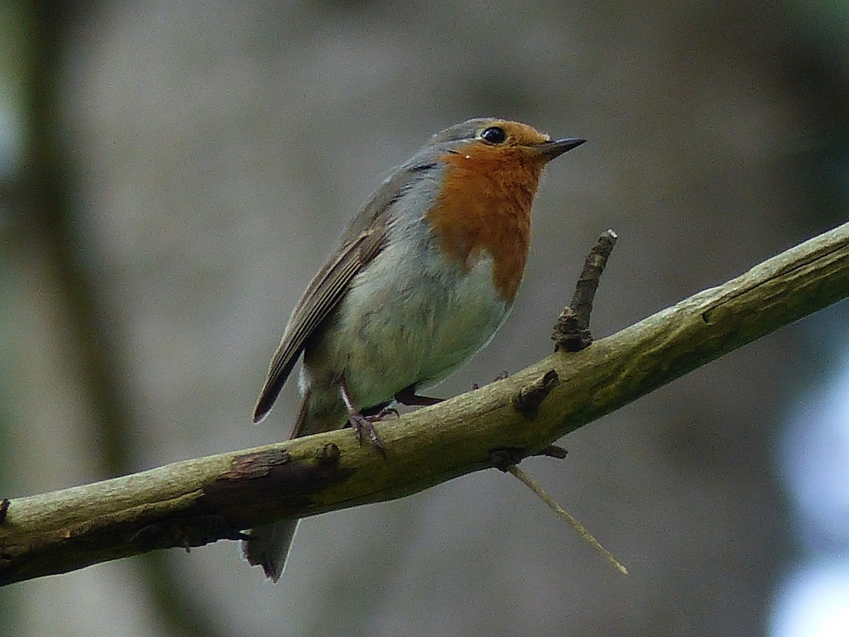 European Robin - ML568551091