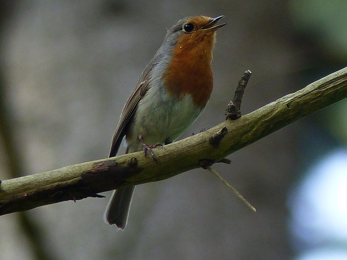 European Robin - ML568551101
