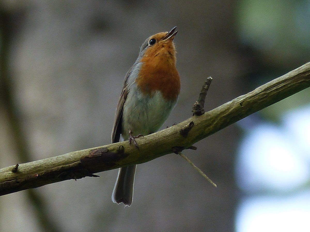 European Robin - ML568551111