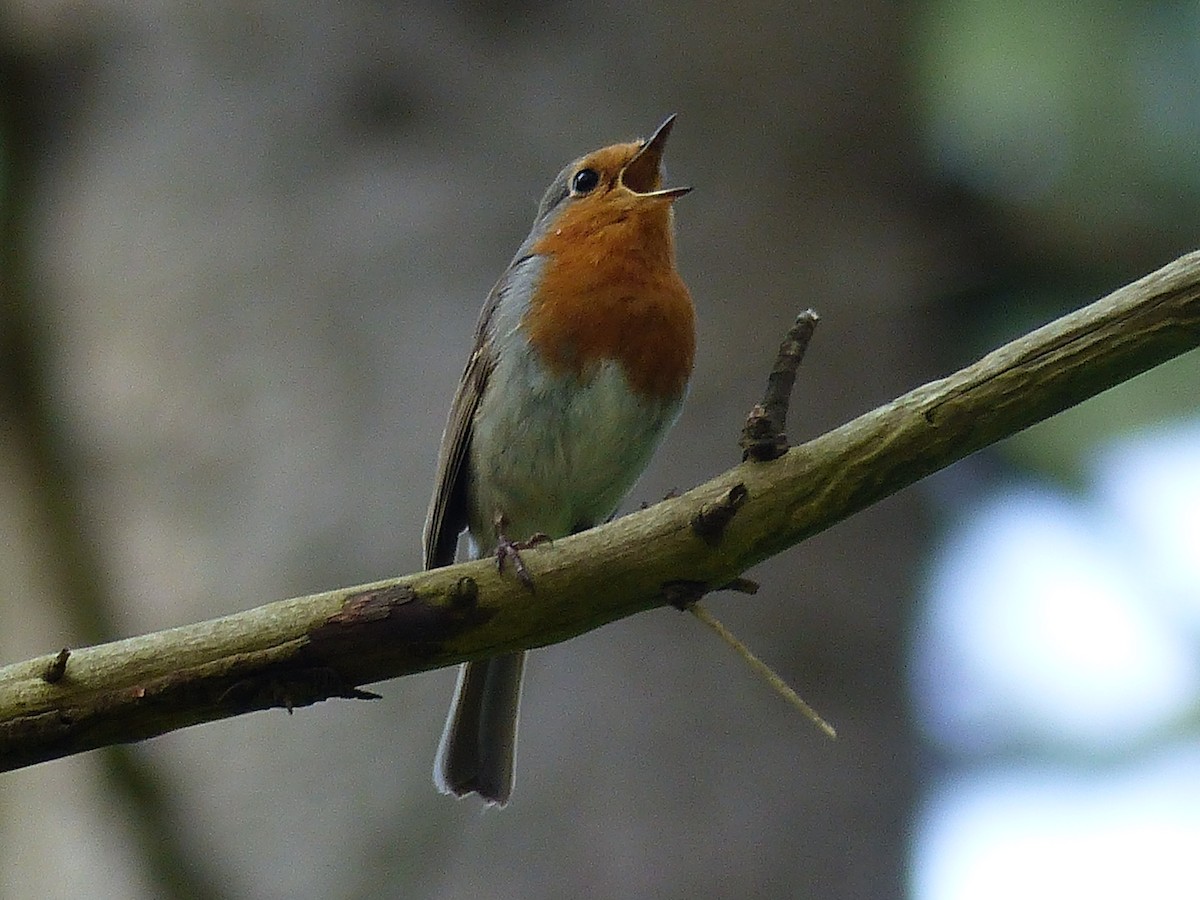European Robin - ML568551121