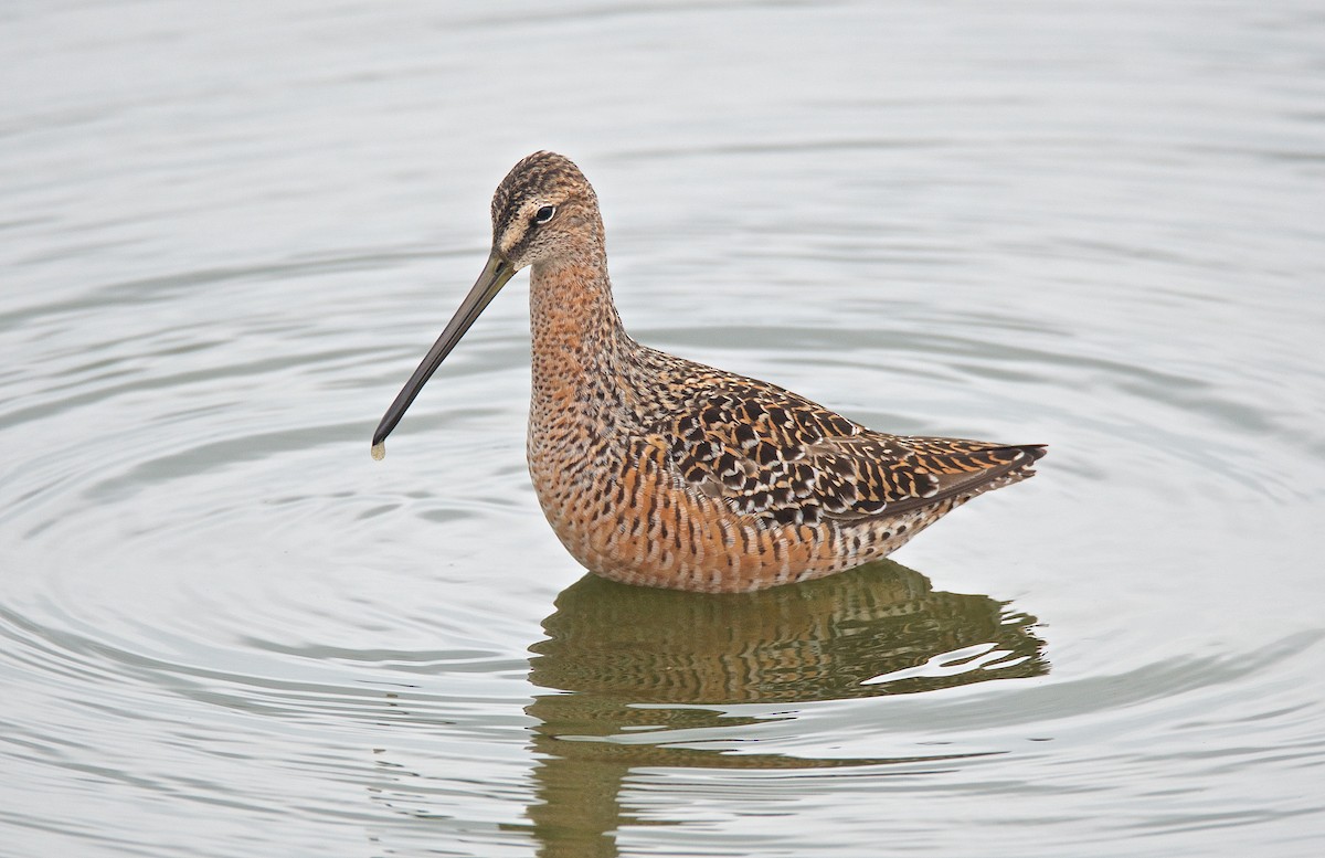 Long-billed Dowitcher - ML56855211