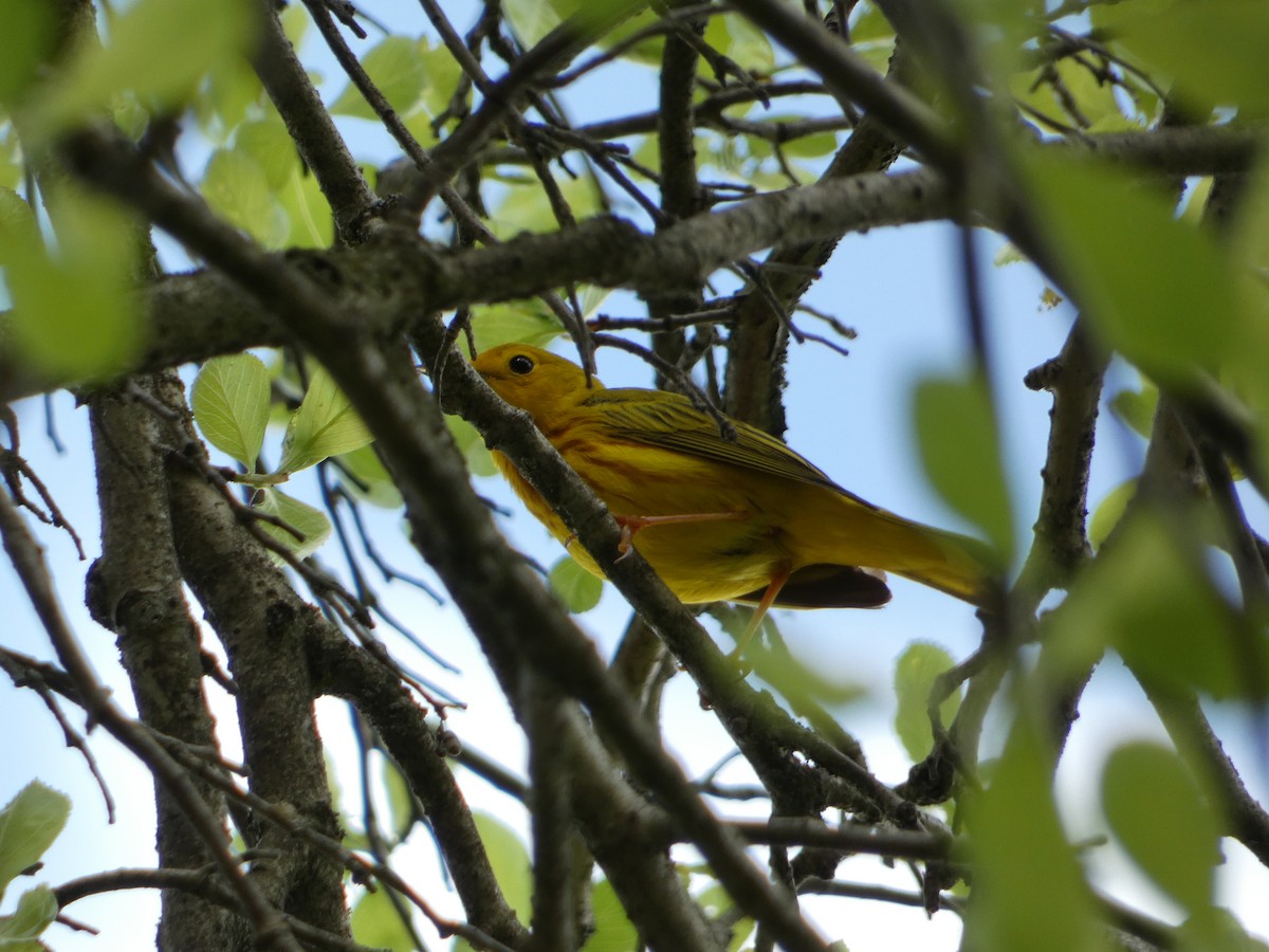 Yellow Warbler - ML568552121