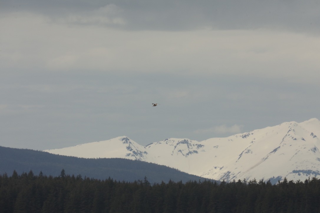 Marbled Godwit - ML568552141