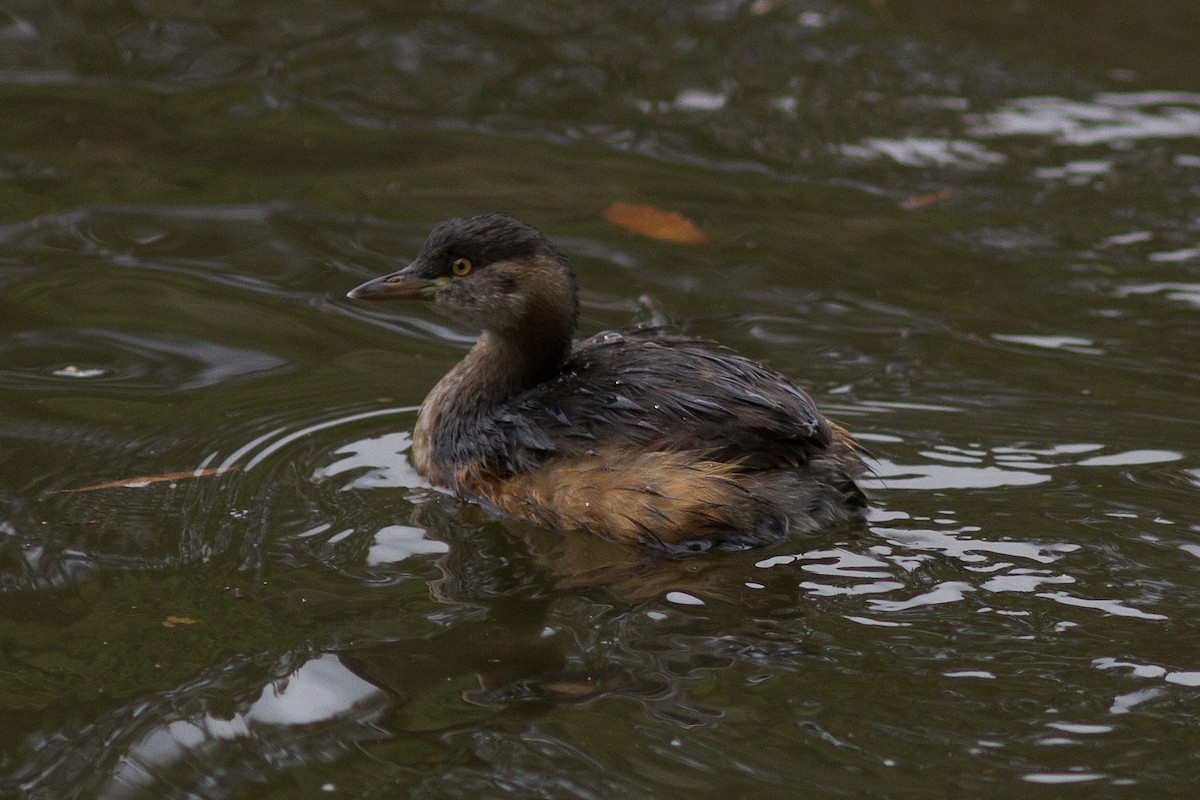 Australasian Grebe - ML568552481