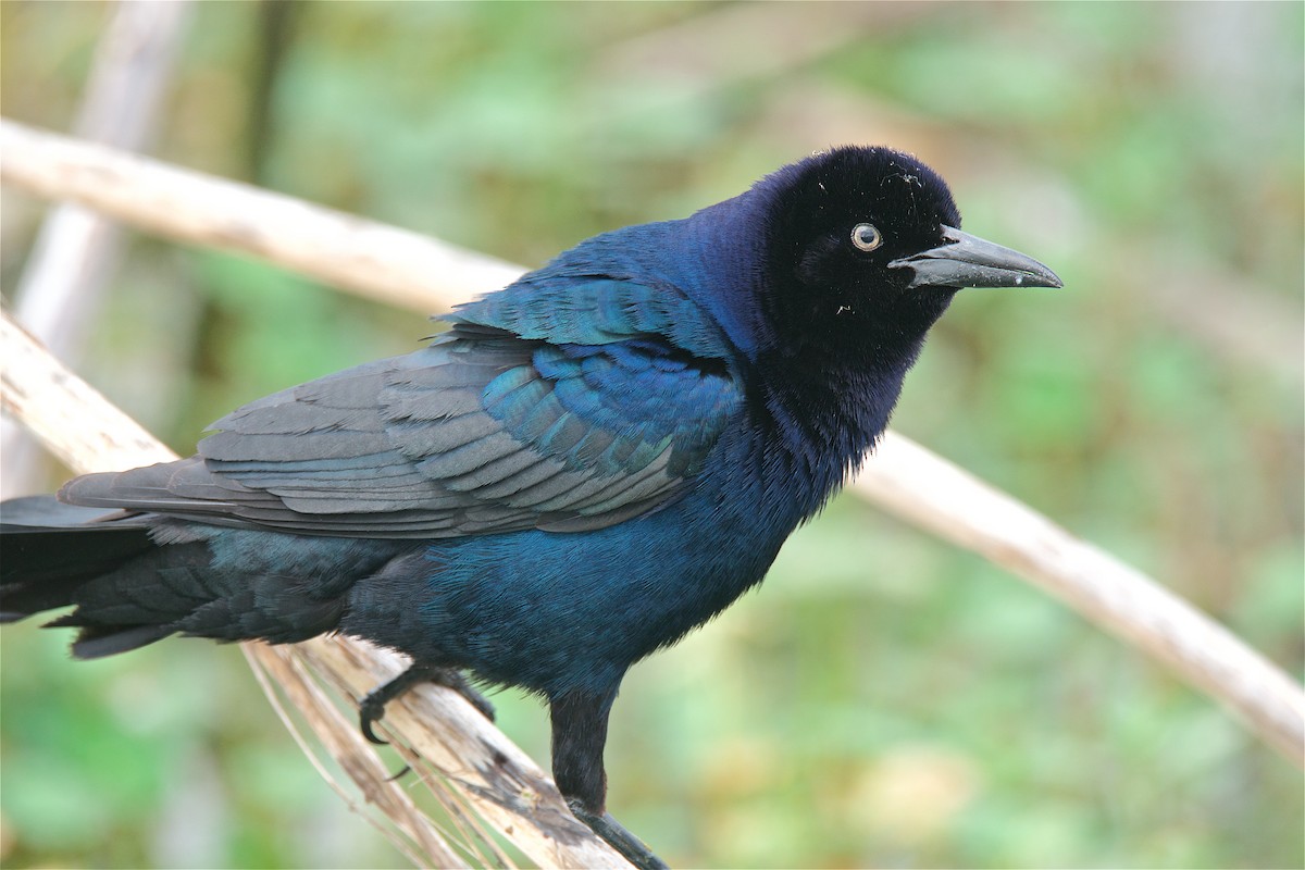 Boat-tailed Grackle - ML56855261