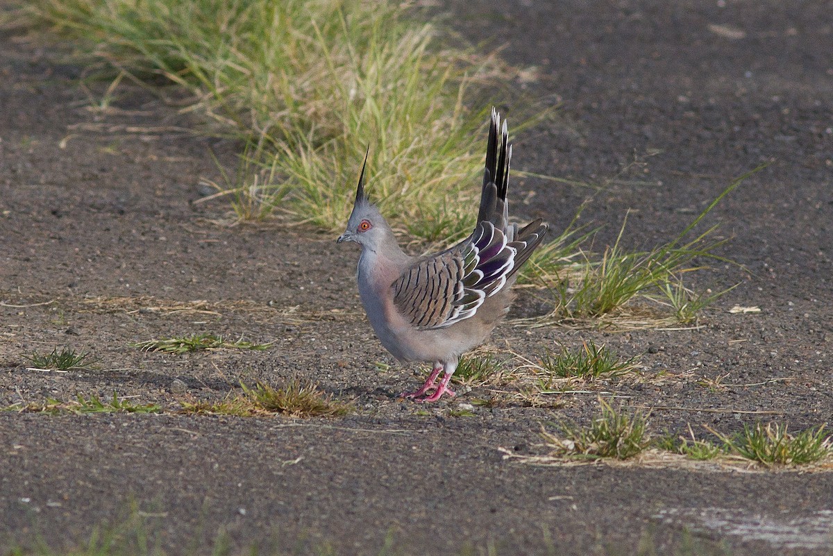 Crested Pigeon - ML568552711