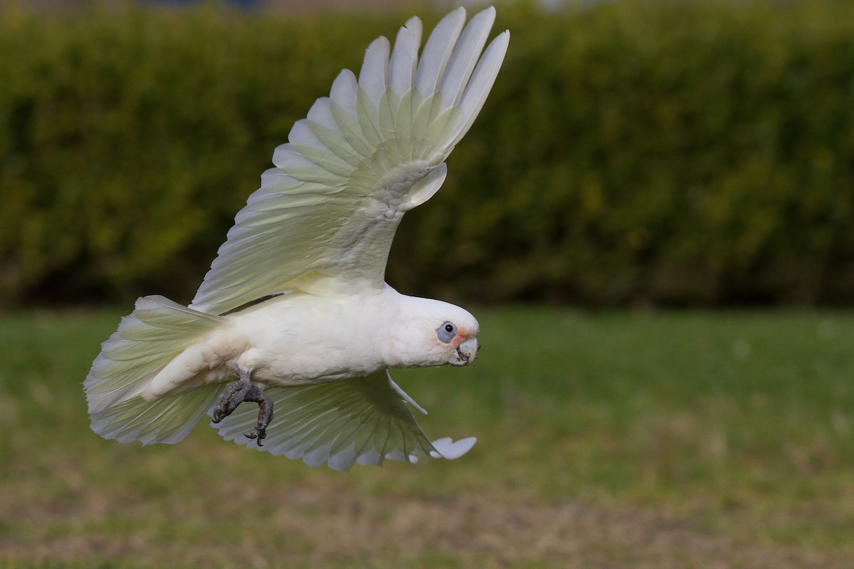 Little Corella - ML568553071