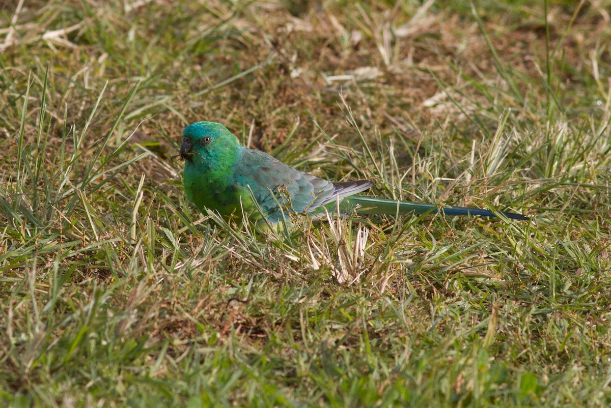 Red-rumped Parrot - ML568553401