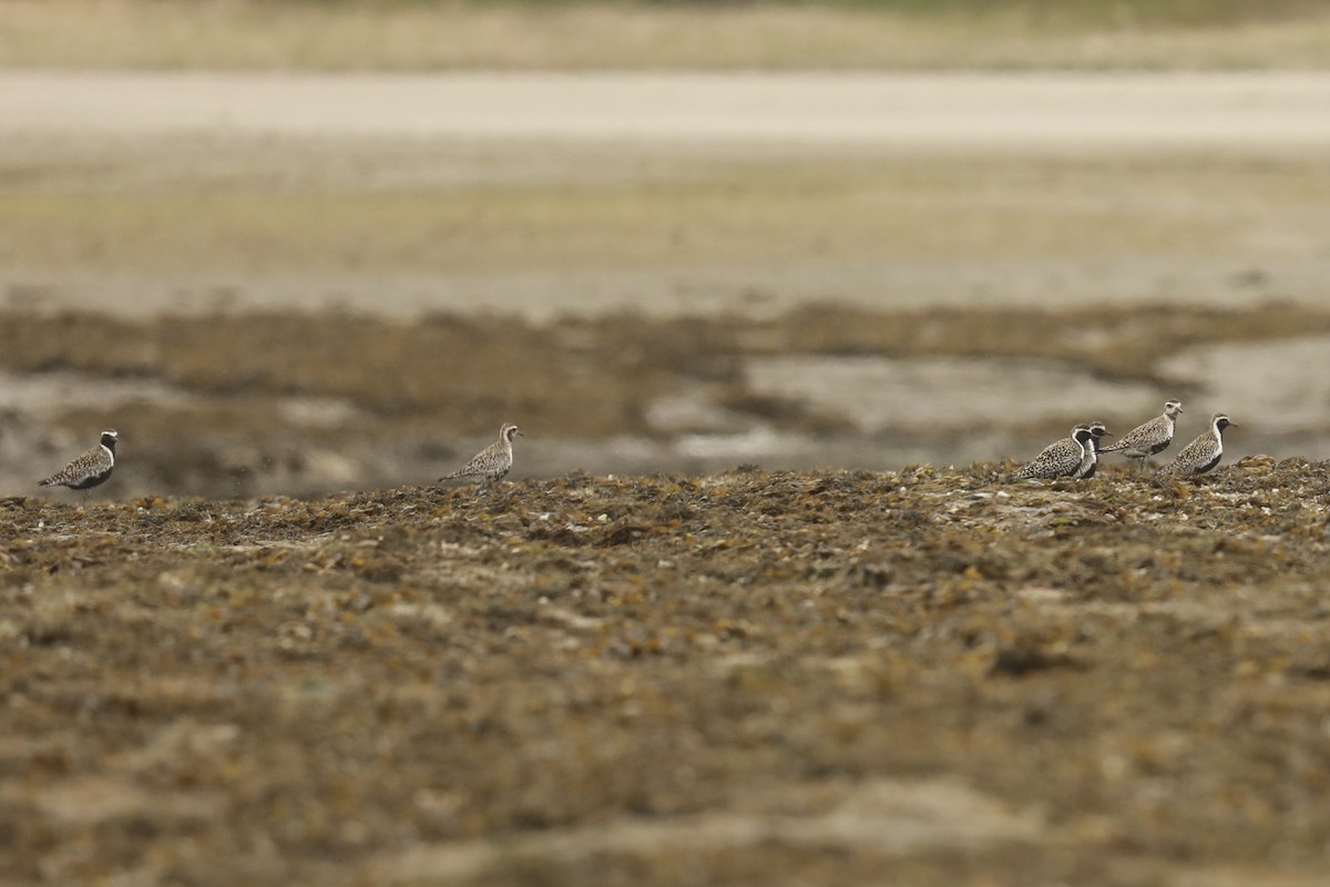 Piviere orientale - ML568553421