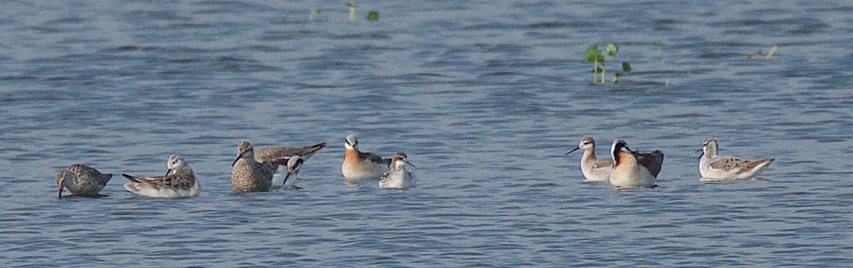 Red-necked Phalarope - ML56855371