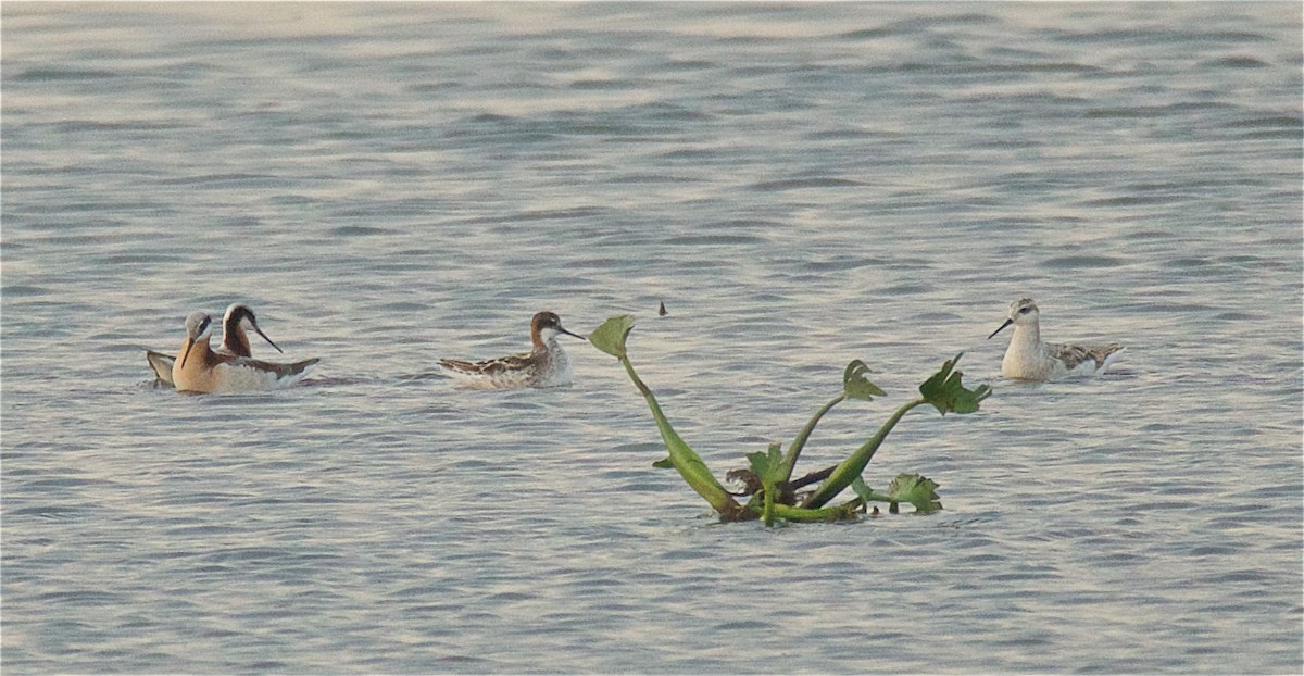 Red-necked Phalarope - ML56855381