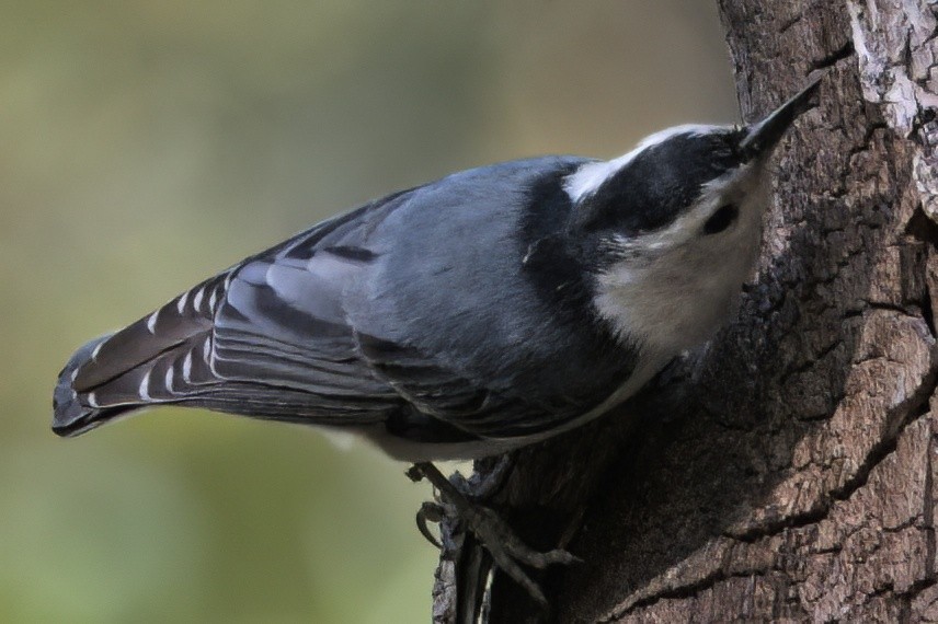 White-breasted Nuthatch - Tina Greenberg