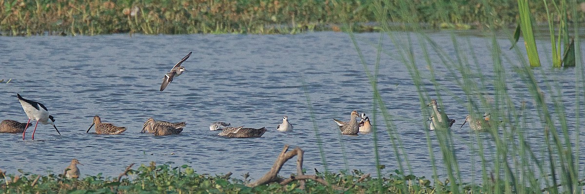 Red-necked Phalarope - ML56855411