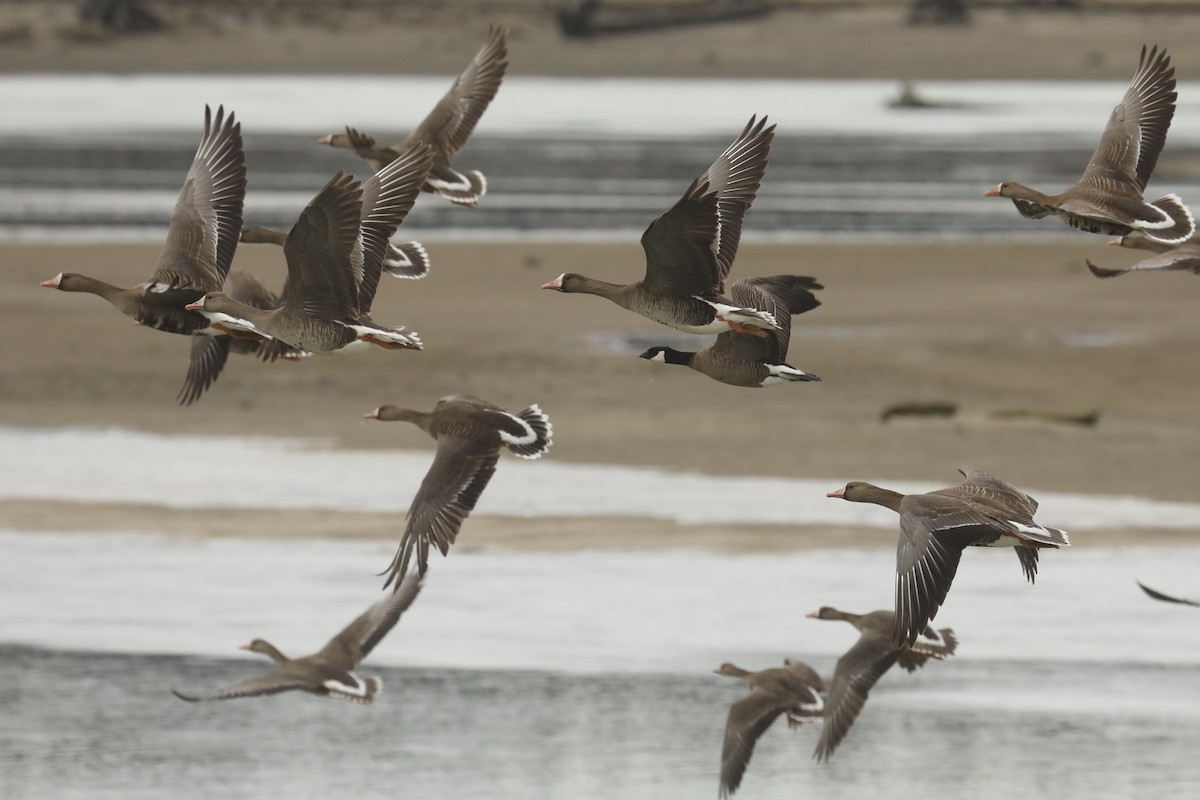 Oca canadese minore - ML568554481