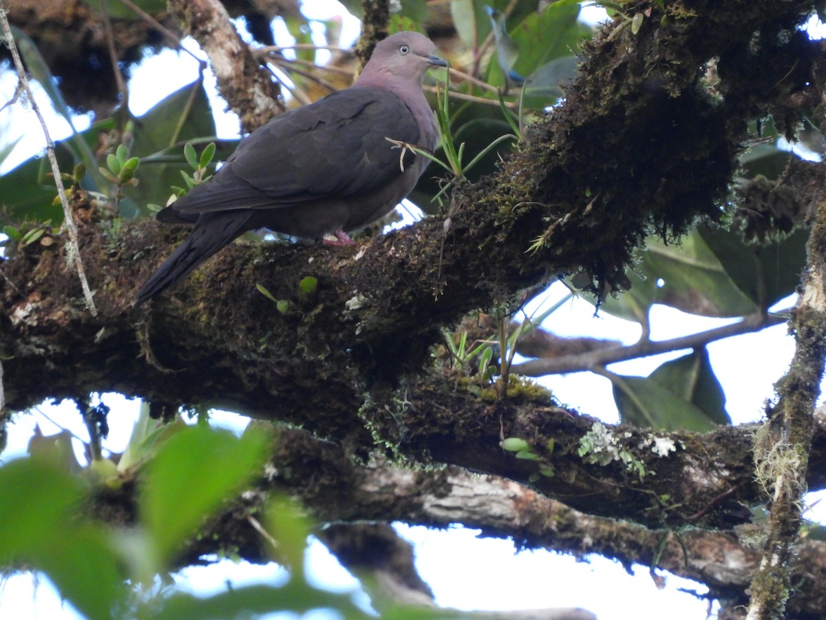 Plumbeous Pigeon - ML568554491