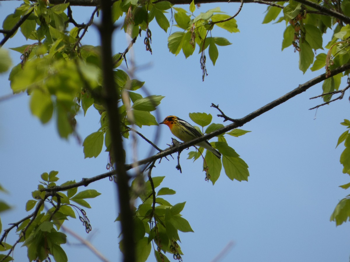 Blackburnian Warbler - ML568554931