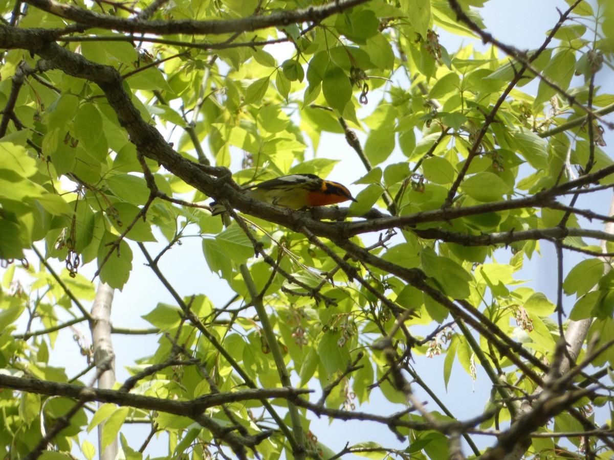 Blackburnian Warbler - ML568554941