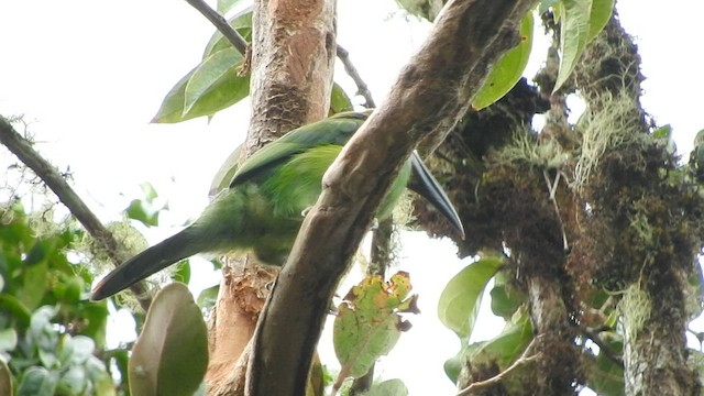 Chestnut-tipped Toucanet - ML568555601