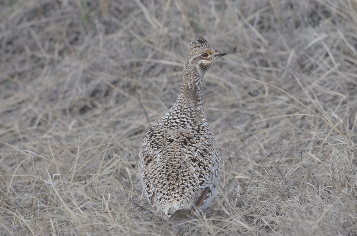 Sharp-tailed Grouse - ML568555611
