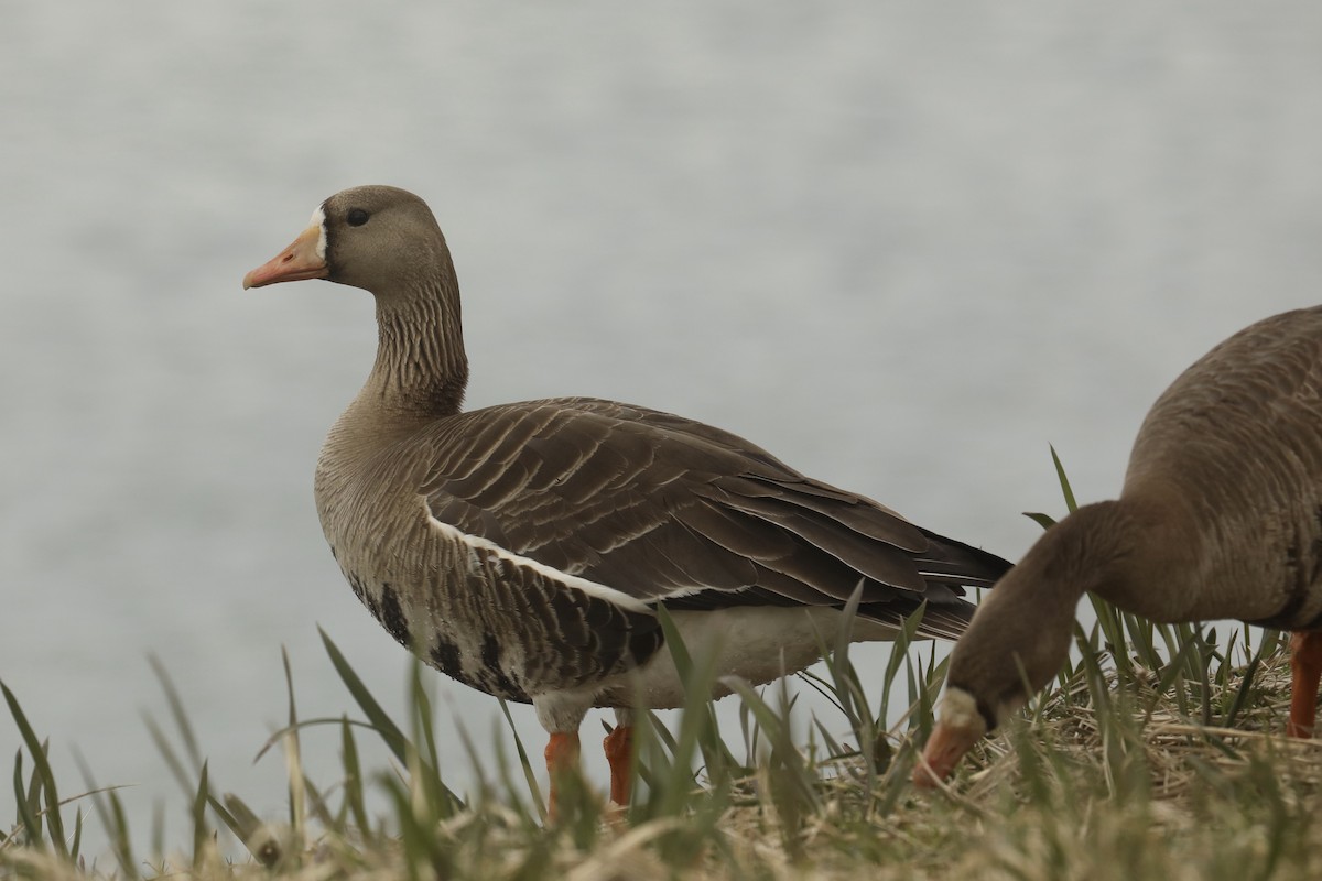 Oca lombardella - ML568555801