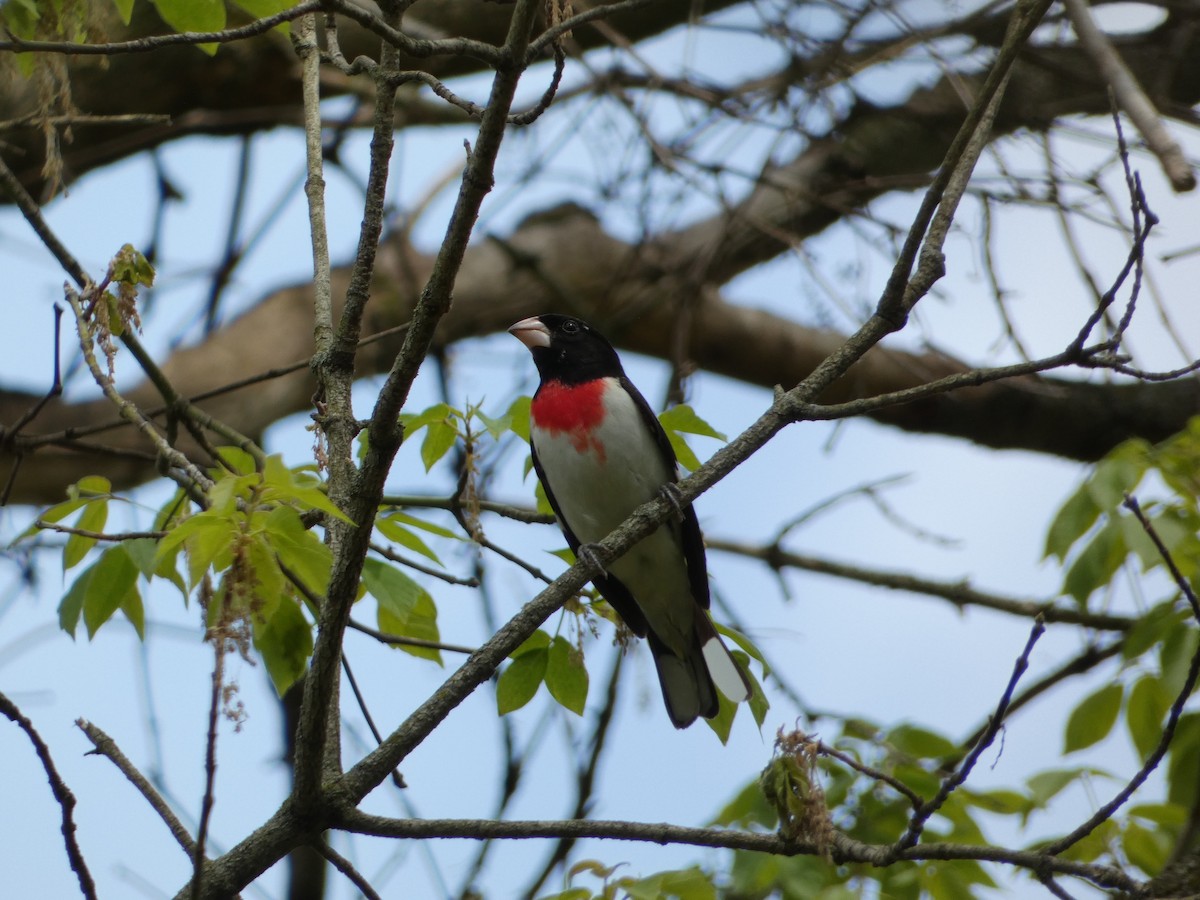 Cardinal à poitrine rose - ML568556191