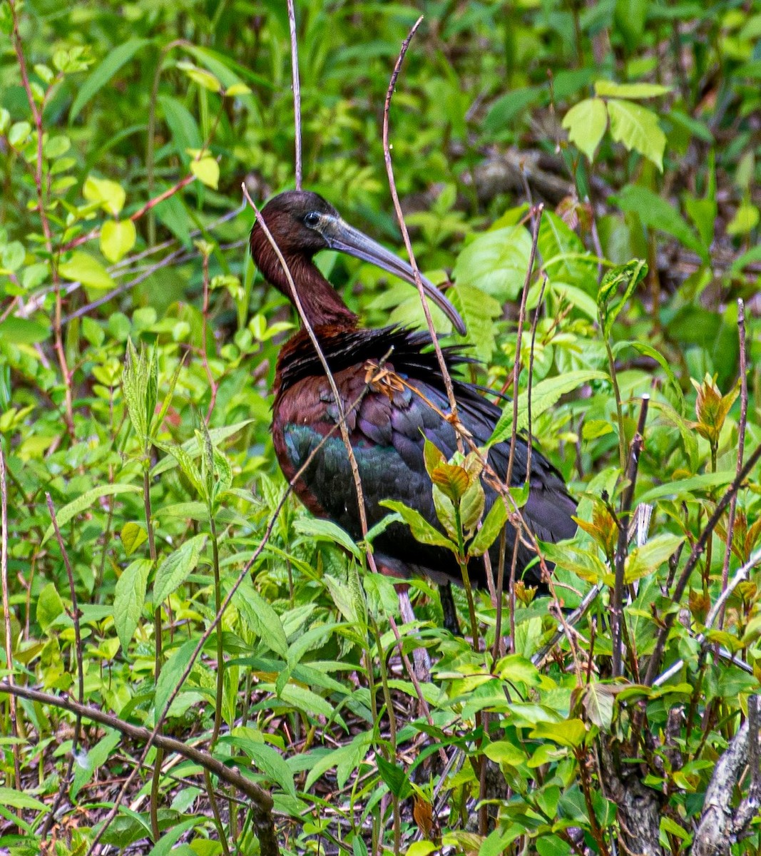 Glossy Ibis - ML568556731