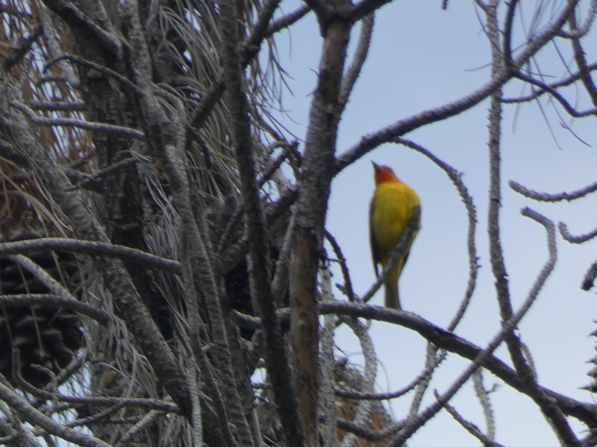 Western Tanager - ML568557121