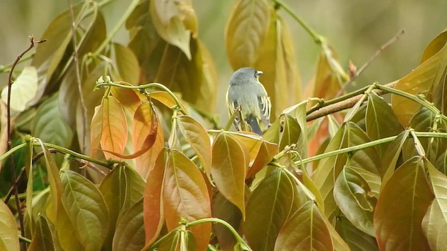 Common Tody-Flycatcher - ML568557261