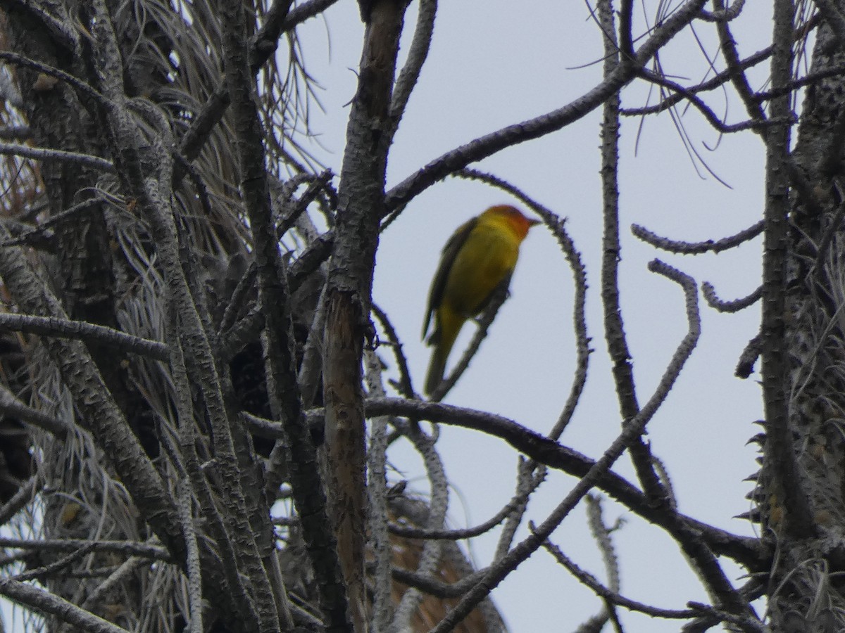 Western Tanager - Linda Fraley