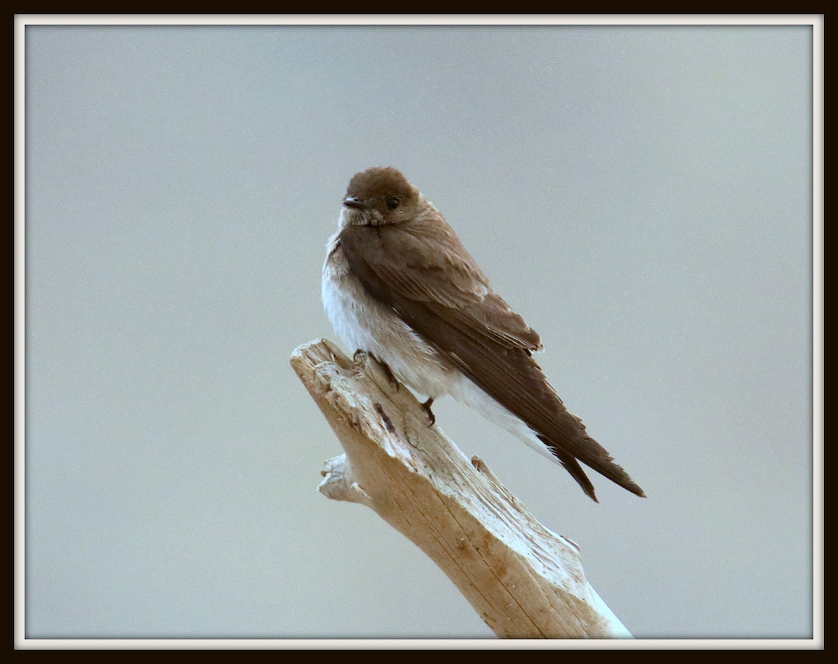 Northern Rough-winged Swallow - ML56855821