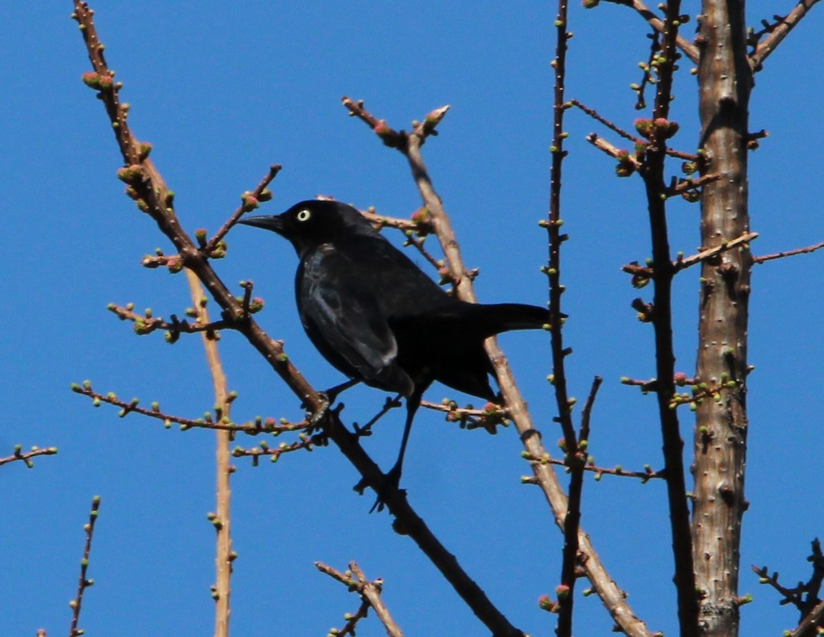 Rusty Blackbird - ML568558351