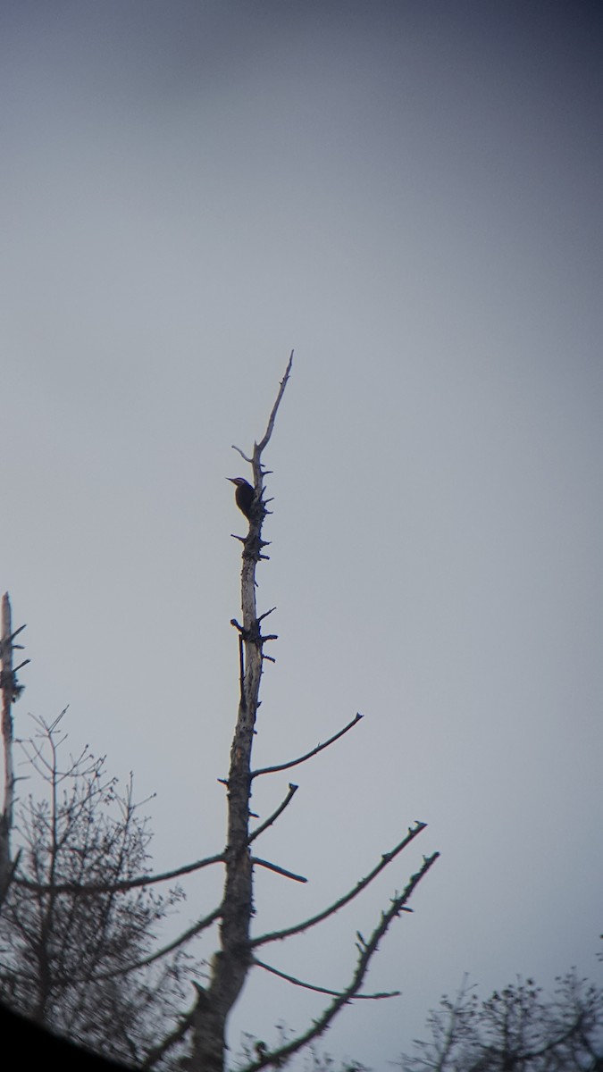 Pileated Woodpecker - ML56855851
