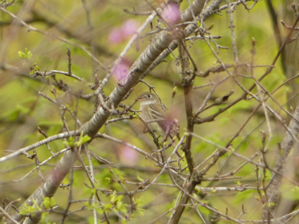 Least Flycatcher - ML568558901