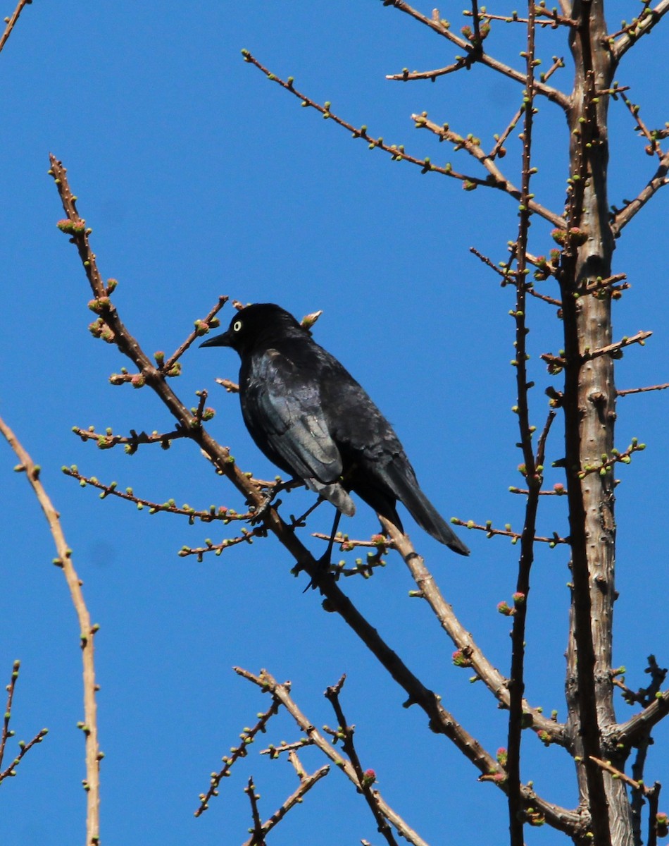 Rusty Blackbird - ML568559201