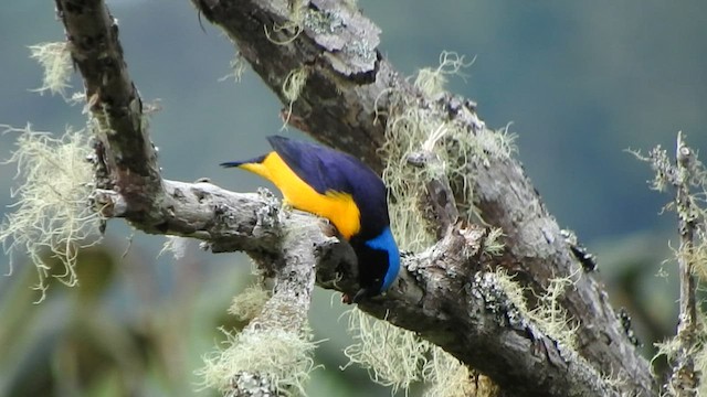 Golden-rumped Euphonia - ML568559241