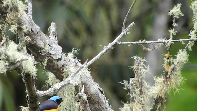 Golden-rumped Euphonia - ML568559251