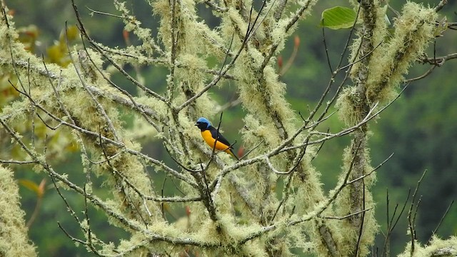 Golden-rumped Euphonia - ML568559261