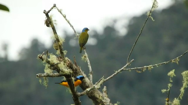 Golden-rumped Euphonia - ML568559271