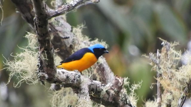 Golden-rumped Euphonia - ML568559291