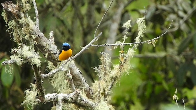 Golden-rumped Euphonia - ML568559441