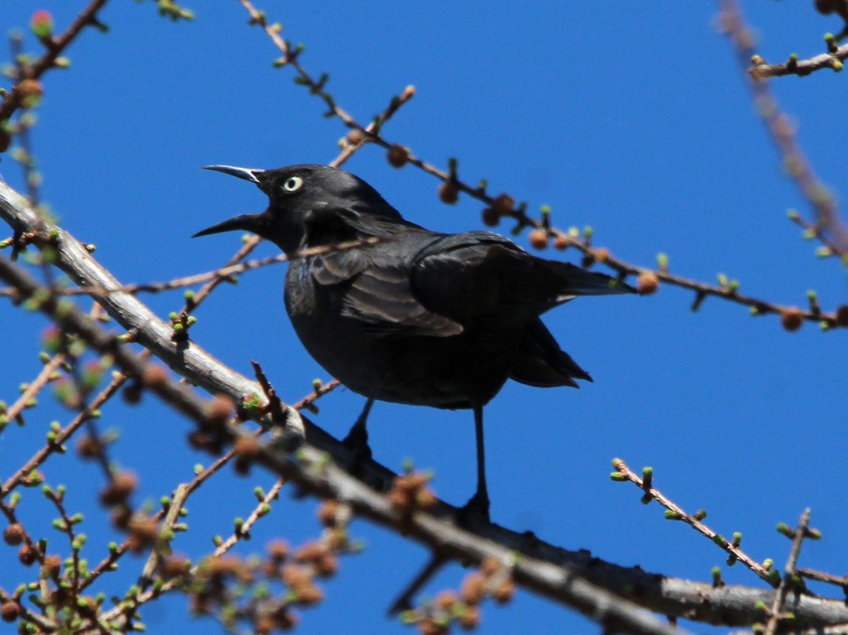 Rusty Blackbird - ML568560021