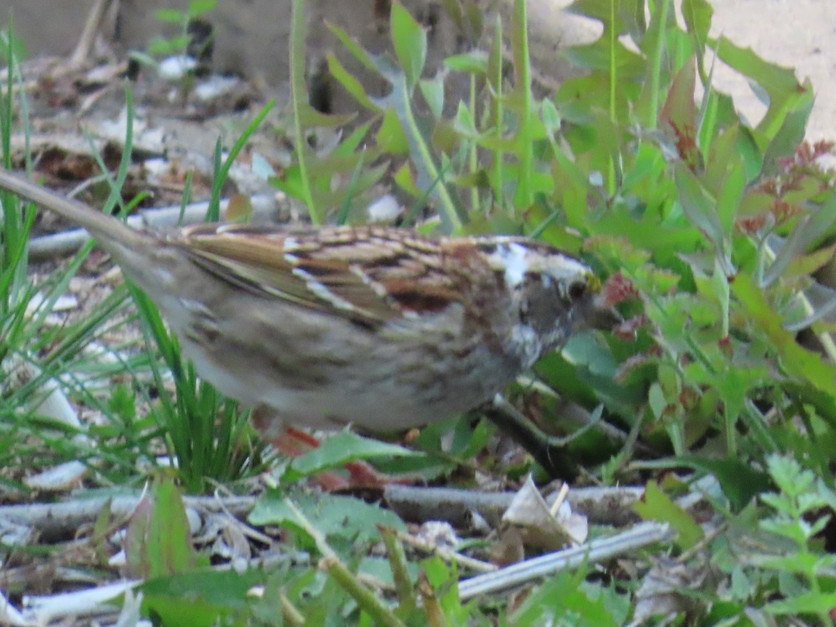 White-throated Sparrow - ML568560121