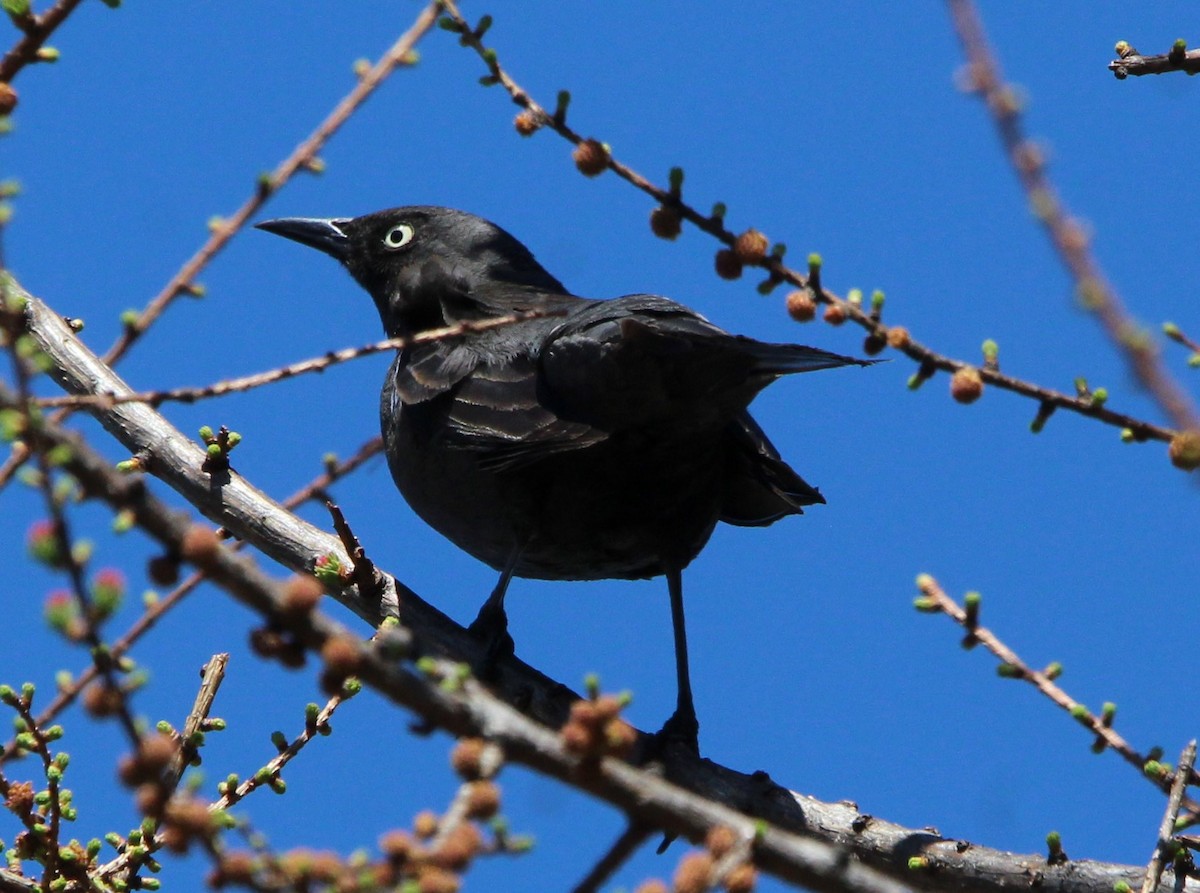 Rusty Blackbird - ML568560451