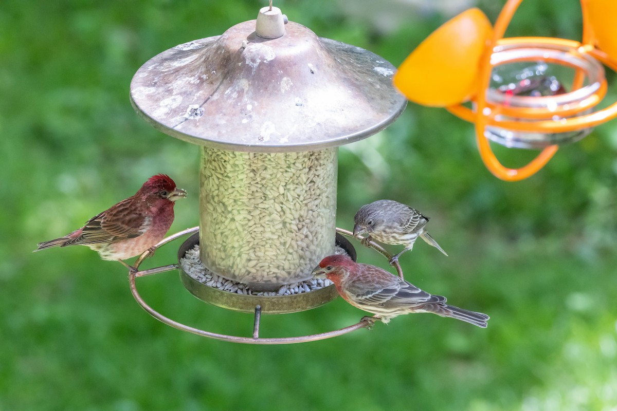 Purple Finch - ML568560911