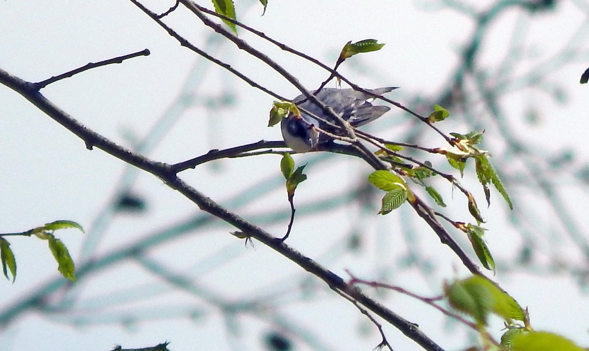 Cerulean Warbler - Derek Hill