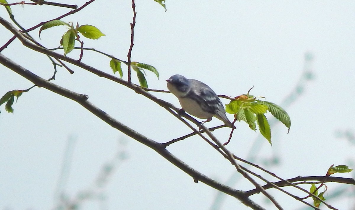 Cerulean Warbler - Derek Hill