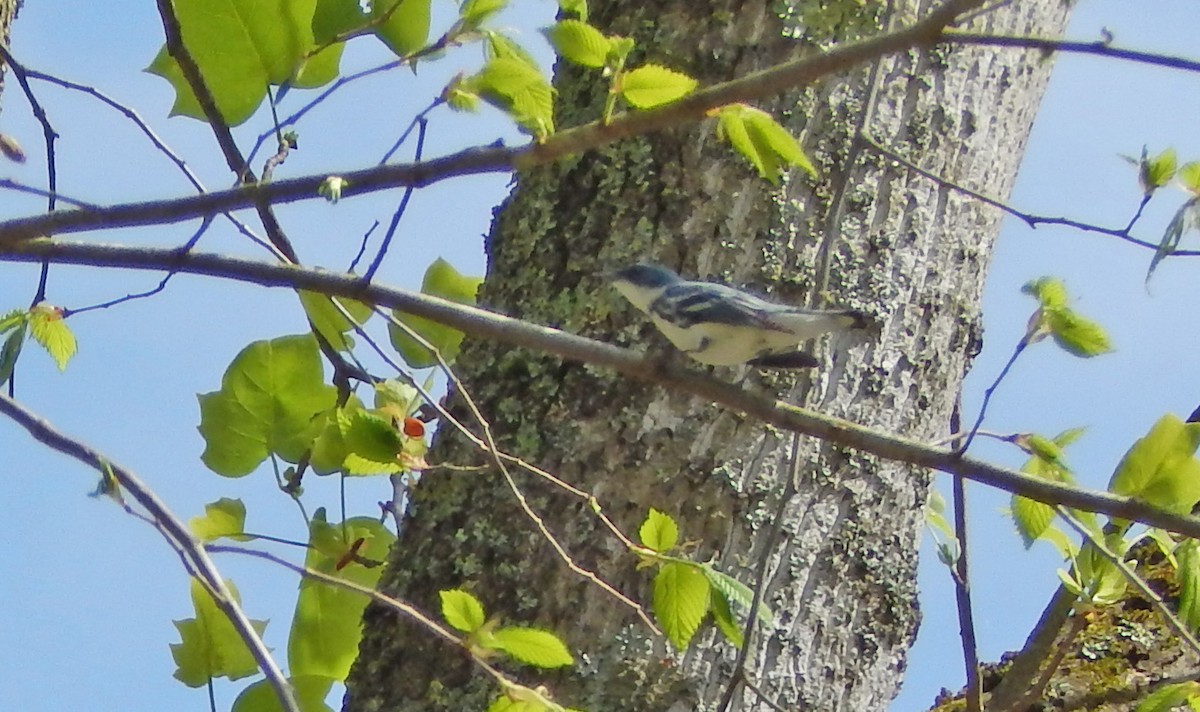 Cerulean Warbler - Derek Hill